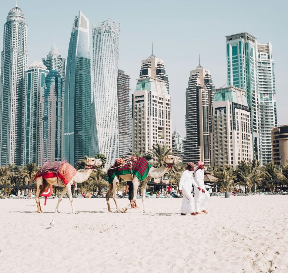 Camels walking along Jumeirah Beach in Dubai with the skyscrapers of Dubai Marina in the background.