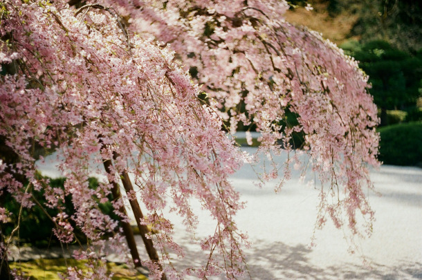 Scidmore Sakura: Where Blossoms Bridge Worlds and Generations