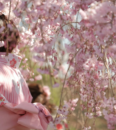 Scidmore Sakura: Where Blossoms Bridge Worlds and Generations