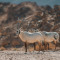 Wildlife on Yas Island