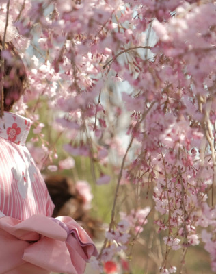 Scidmore Sakura: Where Blossoms Bridge Worlds and Generations