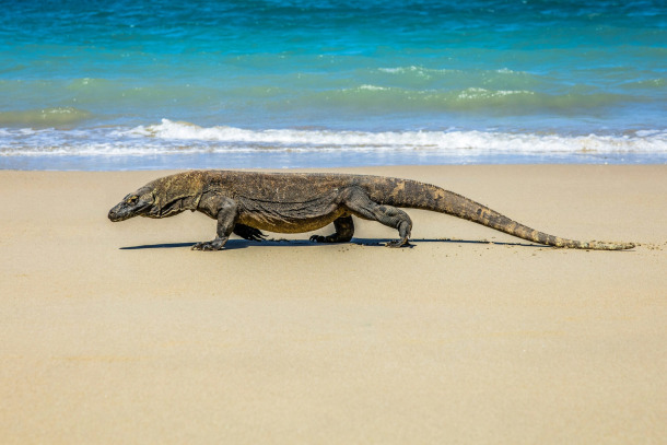 a lizard on a beach