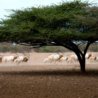 wp-content/uploads/2025/07/Barari-Natural-Resources-Nature.jpg