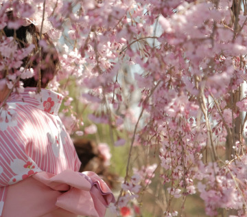 Scidmore Sakura: Where Blossoms Bridge Worlds and Generations