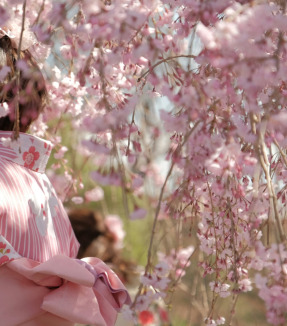 Scidmore Sakura: Where Blossoms Bridge Worlds and Generations