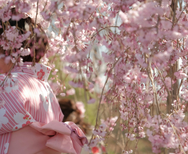 Scidmore Sakura: Where Blossoms Bridge Worlds and Generations
