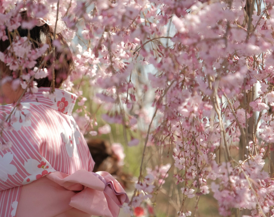 Scidmore Sakura: Where Blossoms Bridge Worlds and Generations