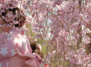 Scidmore Sakura: Where Blossoms Bridge Worlds and Generations