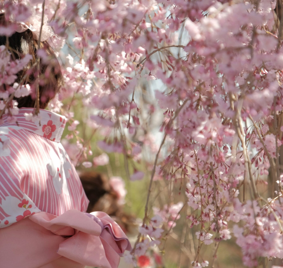 Scidmore Sakura: Where Blossoms Bridge Worlds and Generations