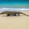 a lizard on a beach