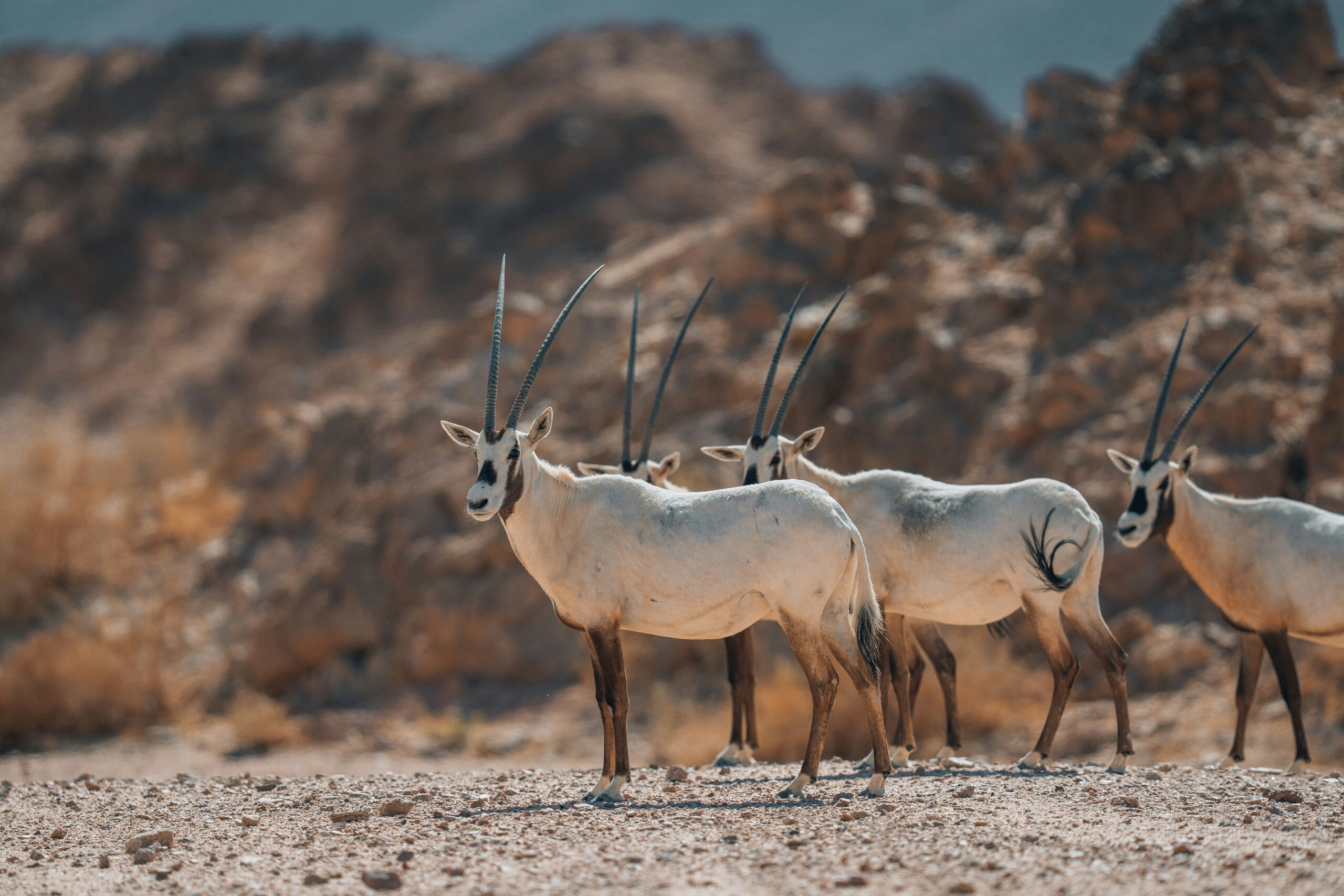 Wildlife on Yas Island