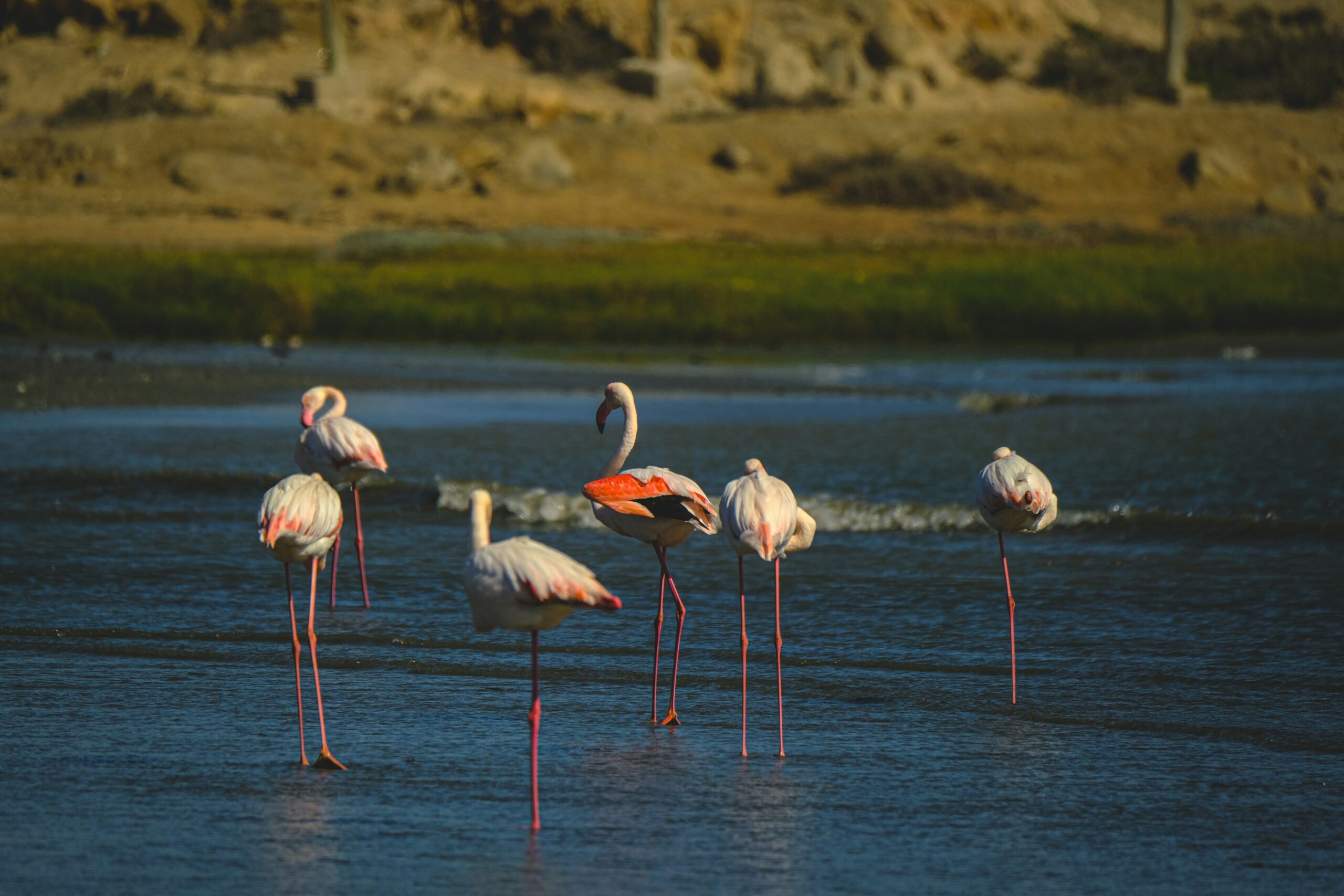 A group of flamingos standing in the water