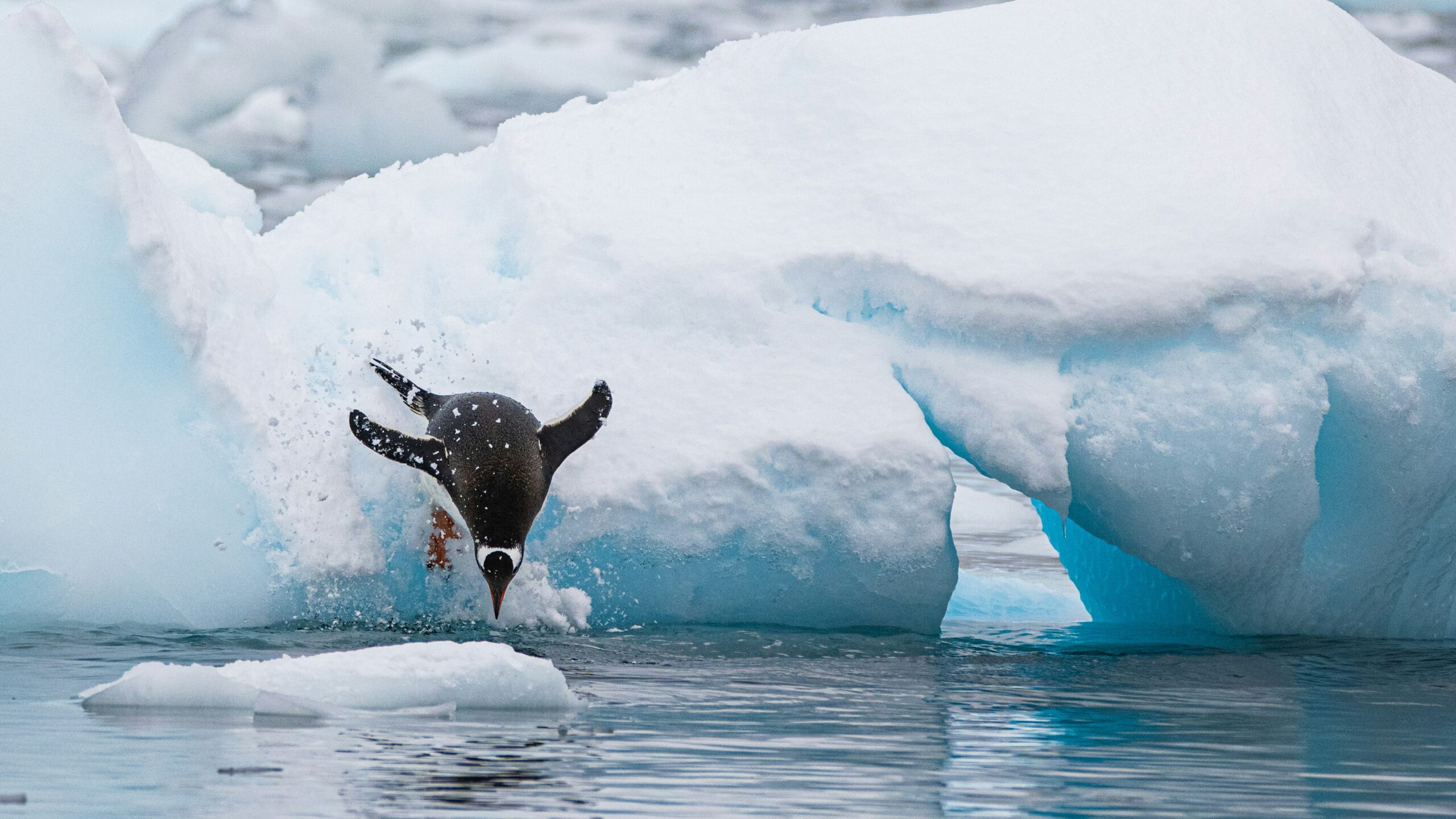 Antarctica The Last true Wilderness