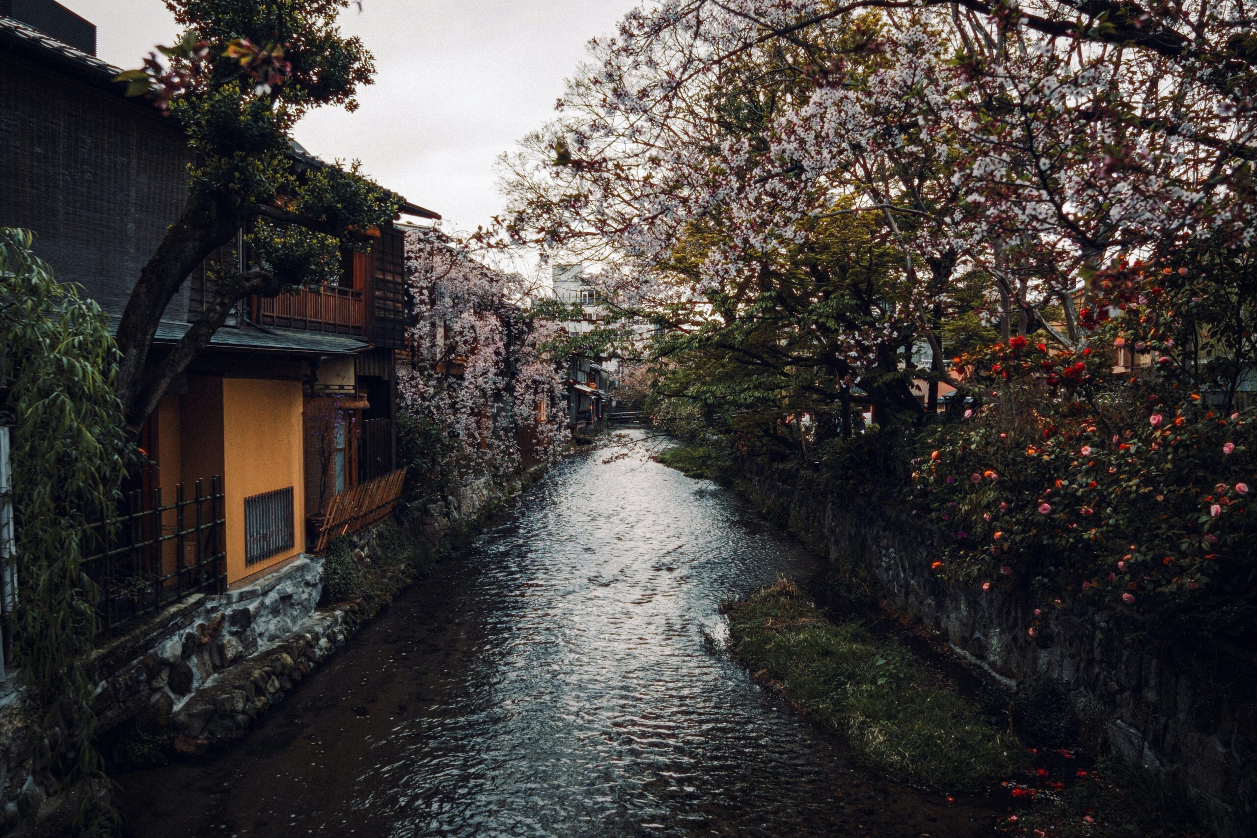 Kyoto, Where Seasons Bloom Eternala lush green forest