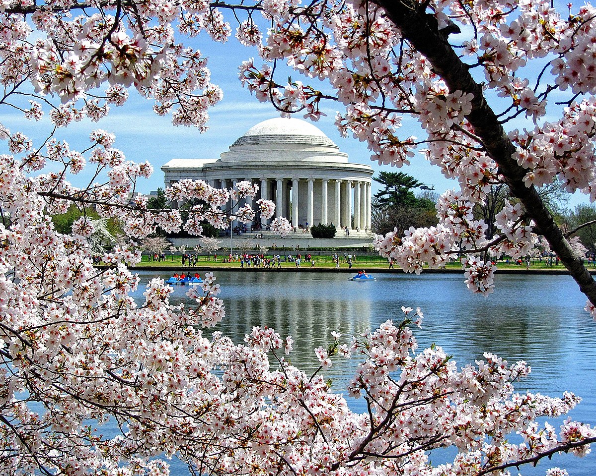 Cherry Blossom along Potomac's banks in Washington DC.