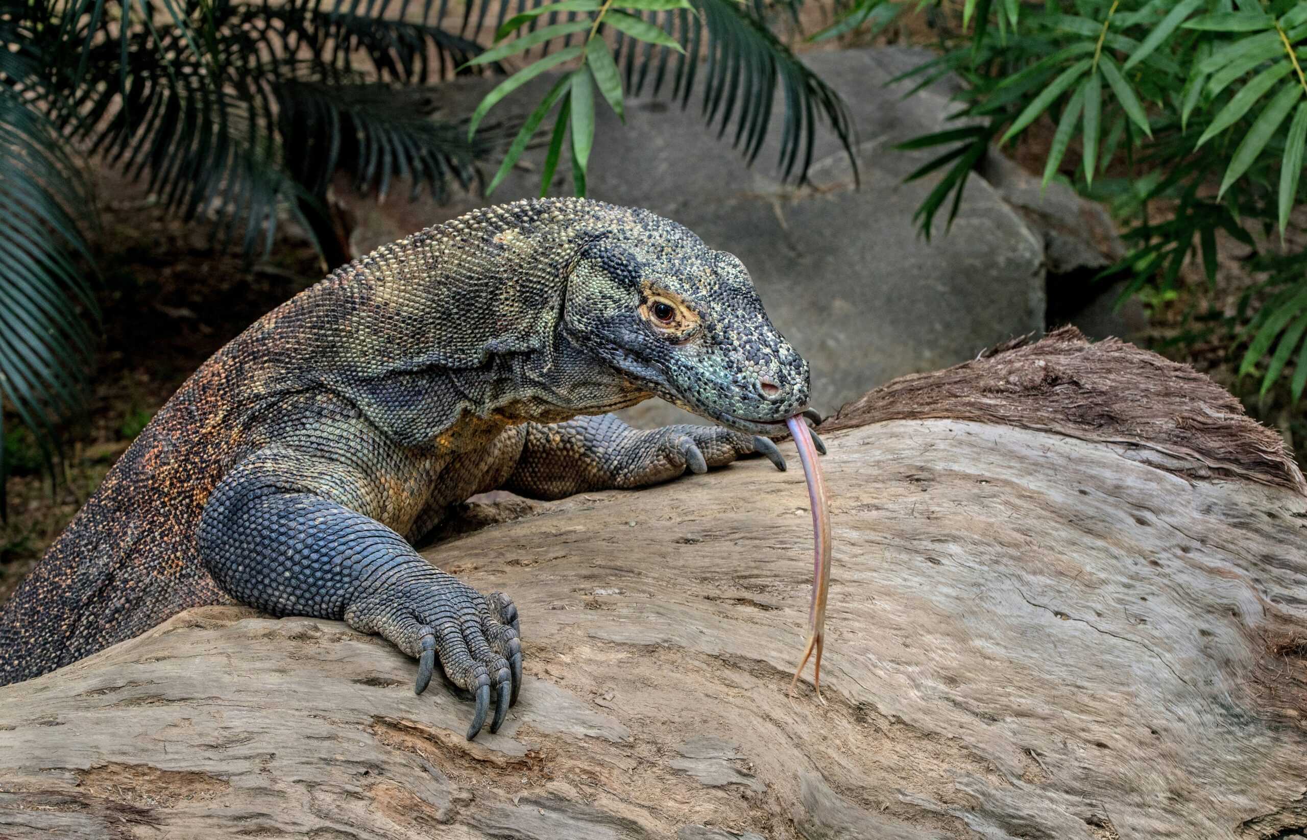 Komodo Island
