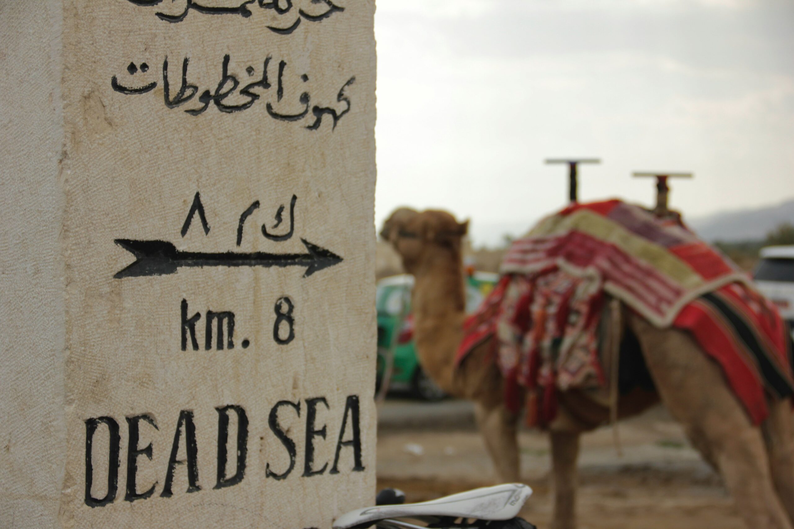 brown camel beside brown wooden board