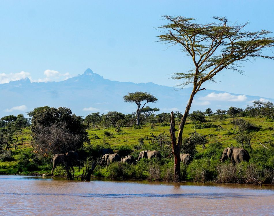 An elephant walking across a dirt road in the wild