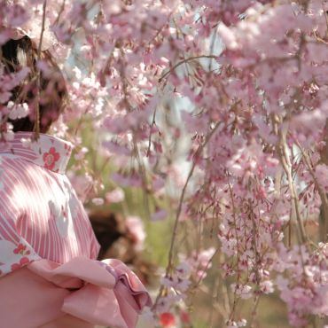 Scidmore Sakura: Where Blossoms Bridge Worlds and Generations