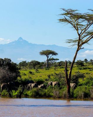 An elephant walking across a dirt road in the wild