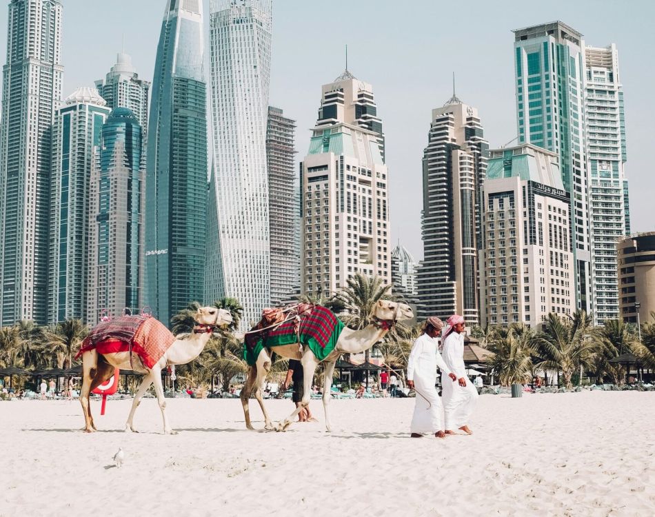 herd of camel sitting on desert sand