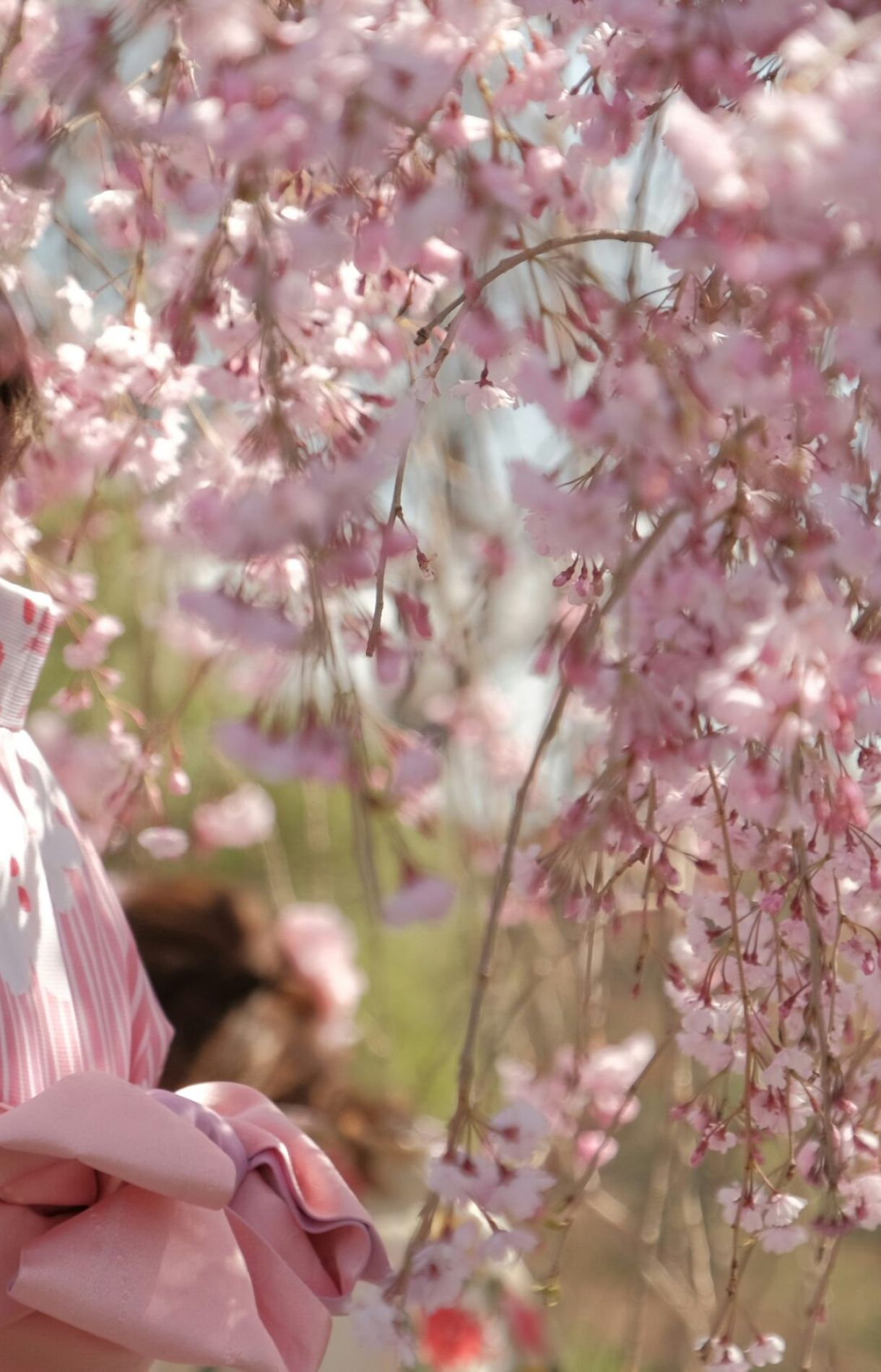 Scidmore Sakura: Where Blossoms Bridge Worlds and Generations