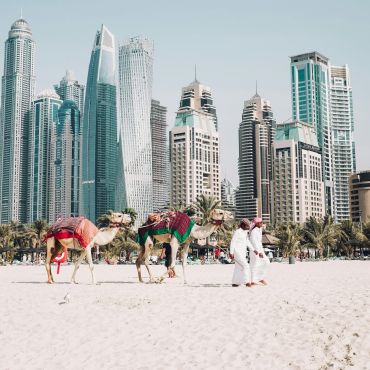 Camels walking along Jumeirah Beach in Dubai with the skyscrapers of Dubai Marina in the background.